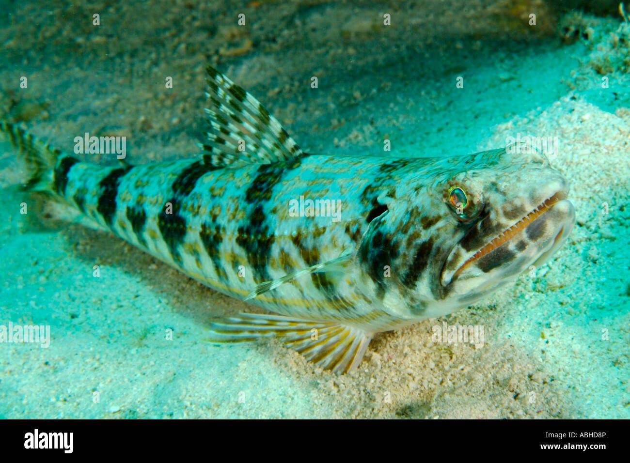 Sand diver lizard fish in Bonaire Stock Photo