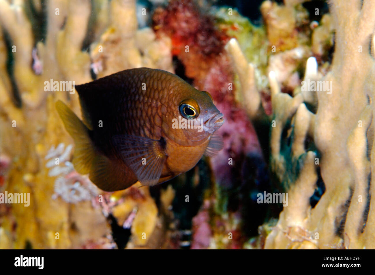 Beaugregory fish in Bonaire Stock Photo