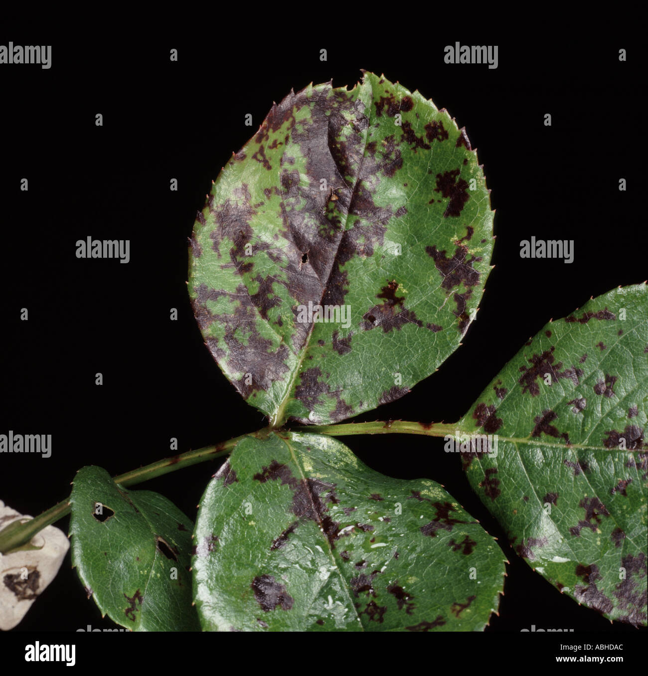 Black spot Diplocarpon rosae lesions on rose leaves Stock Photo