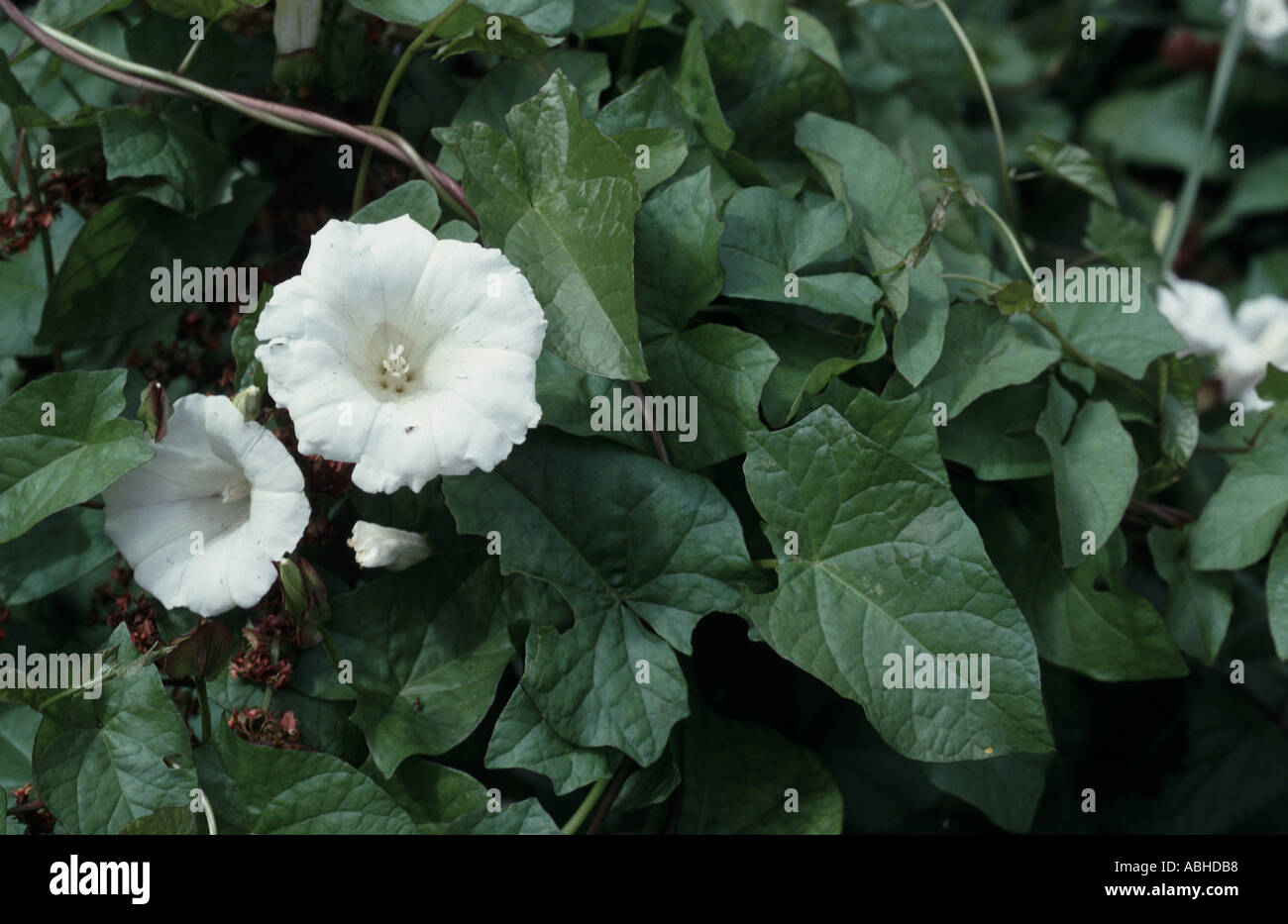 Flowering plant of greater bindweed Calystegia sepium Stock Photo