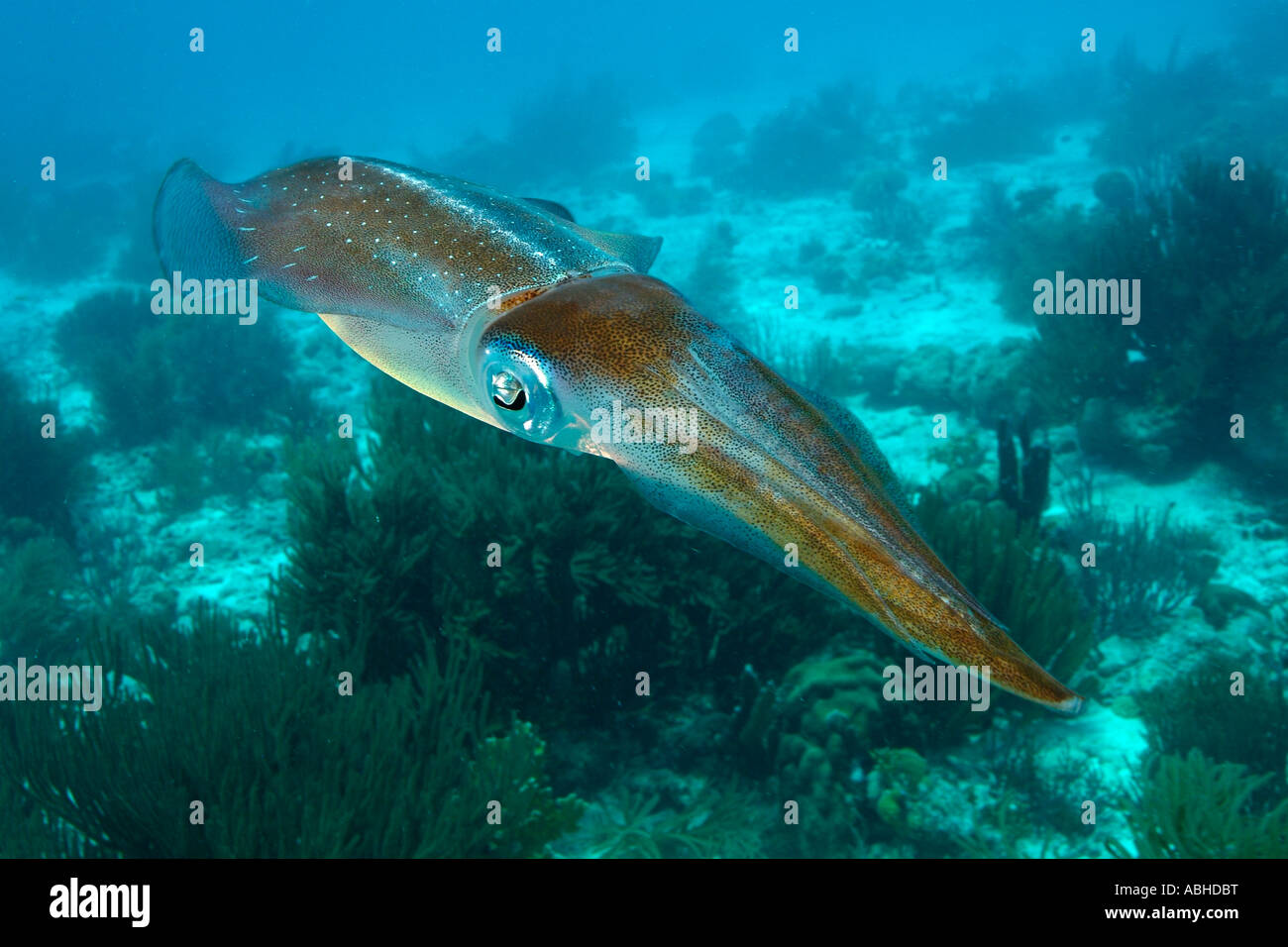 Squid swimming over a reef in Bonaire. Stock Photo