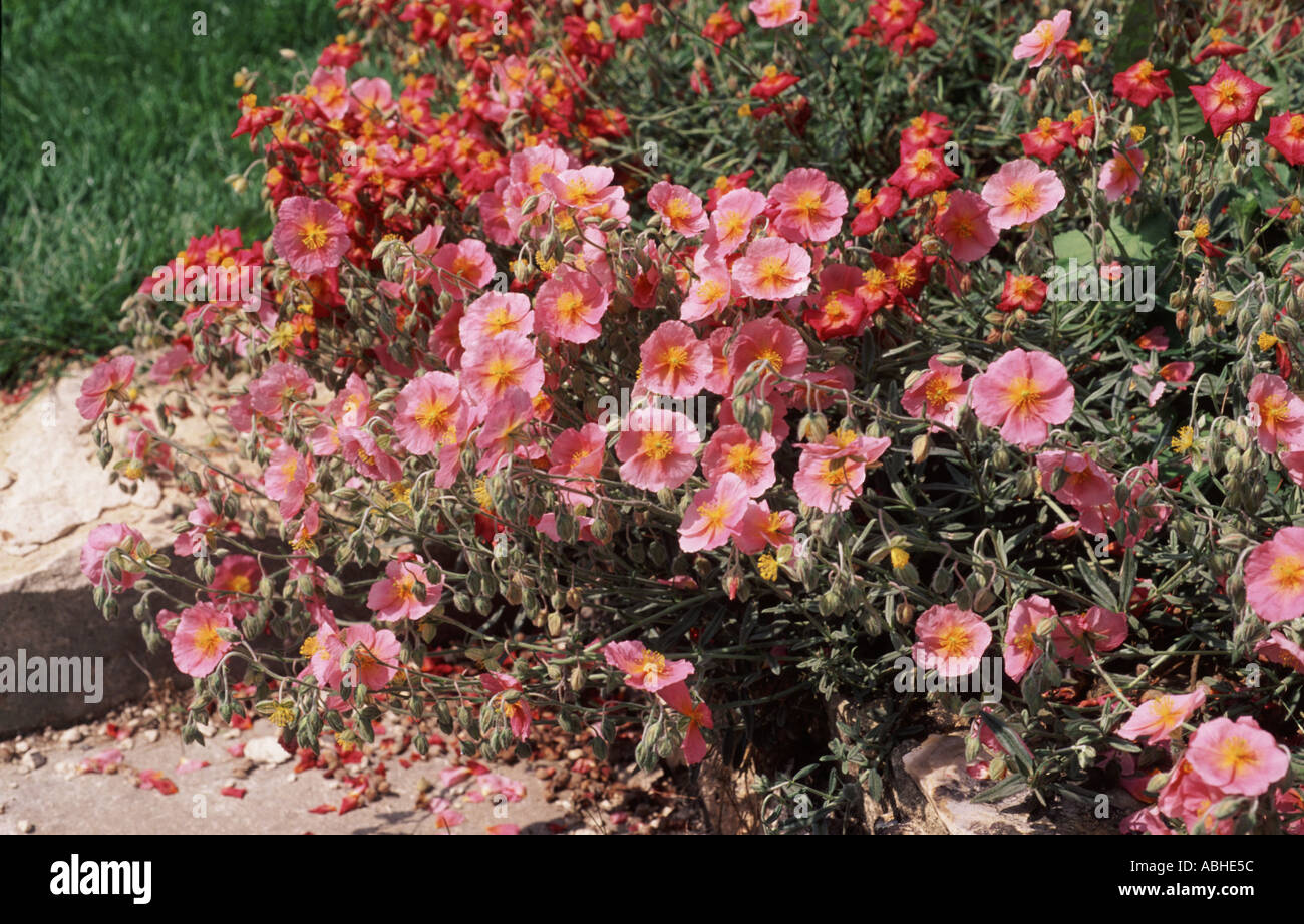 Red and pink flowering rock roses Helianthemum varieties are Rhodanthe Ben Hope Stock Photo