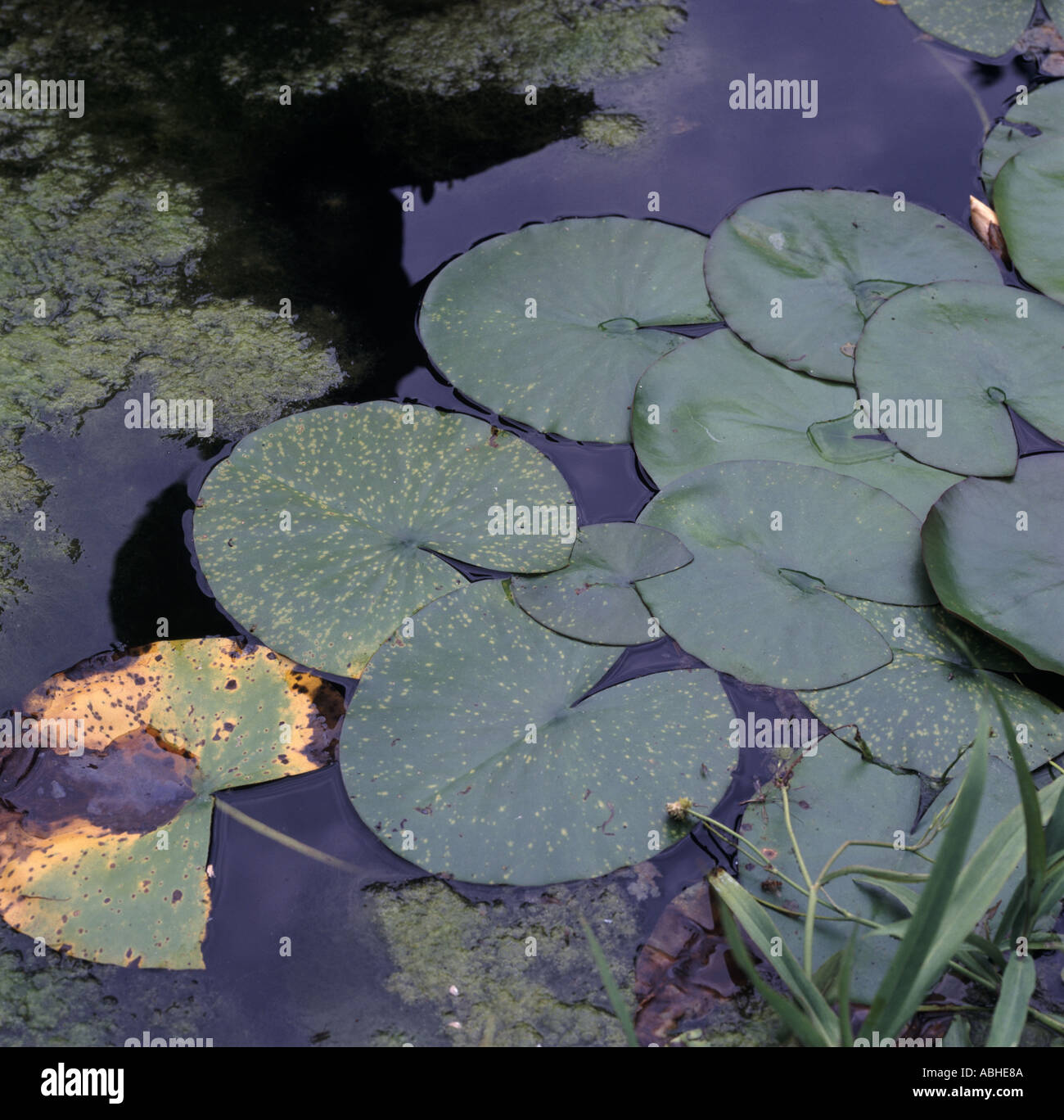 Water lilies Nymphaea alba on pond surface with some leaf spot infection and blanket weed algal growth Stock Photo
