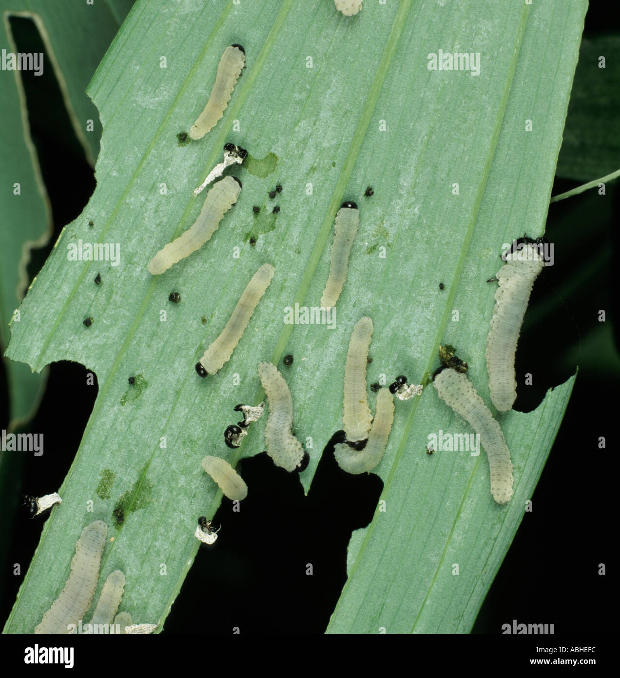 Solomons Seal Sawfly Phymatocera Aterrima Larva On Plant Damaged Solomons Seal Leaf Stock Photo Alamy