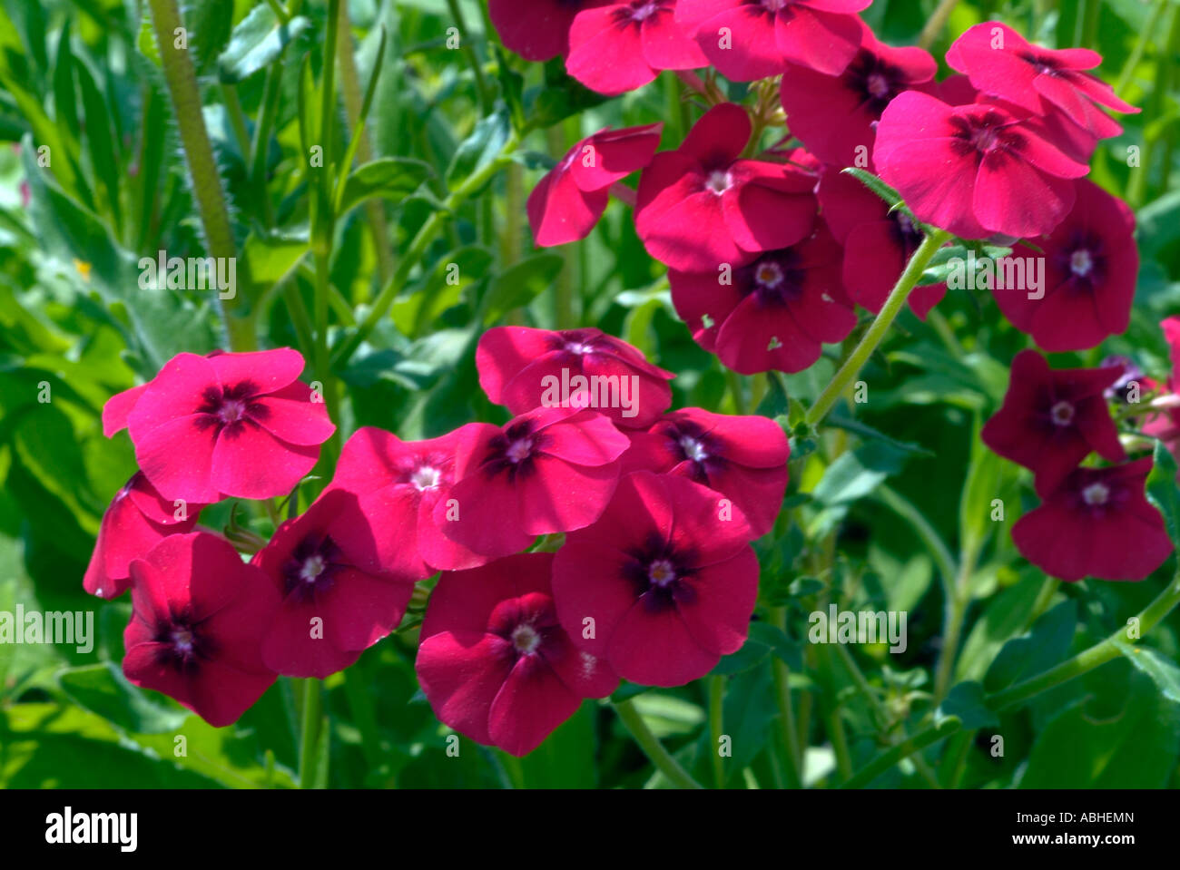 Phlox drummondi subsp wilcoxiana hires stock photography and images