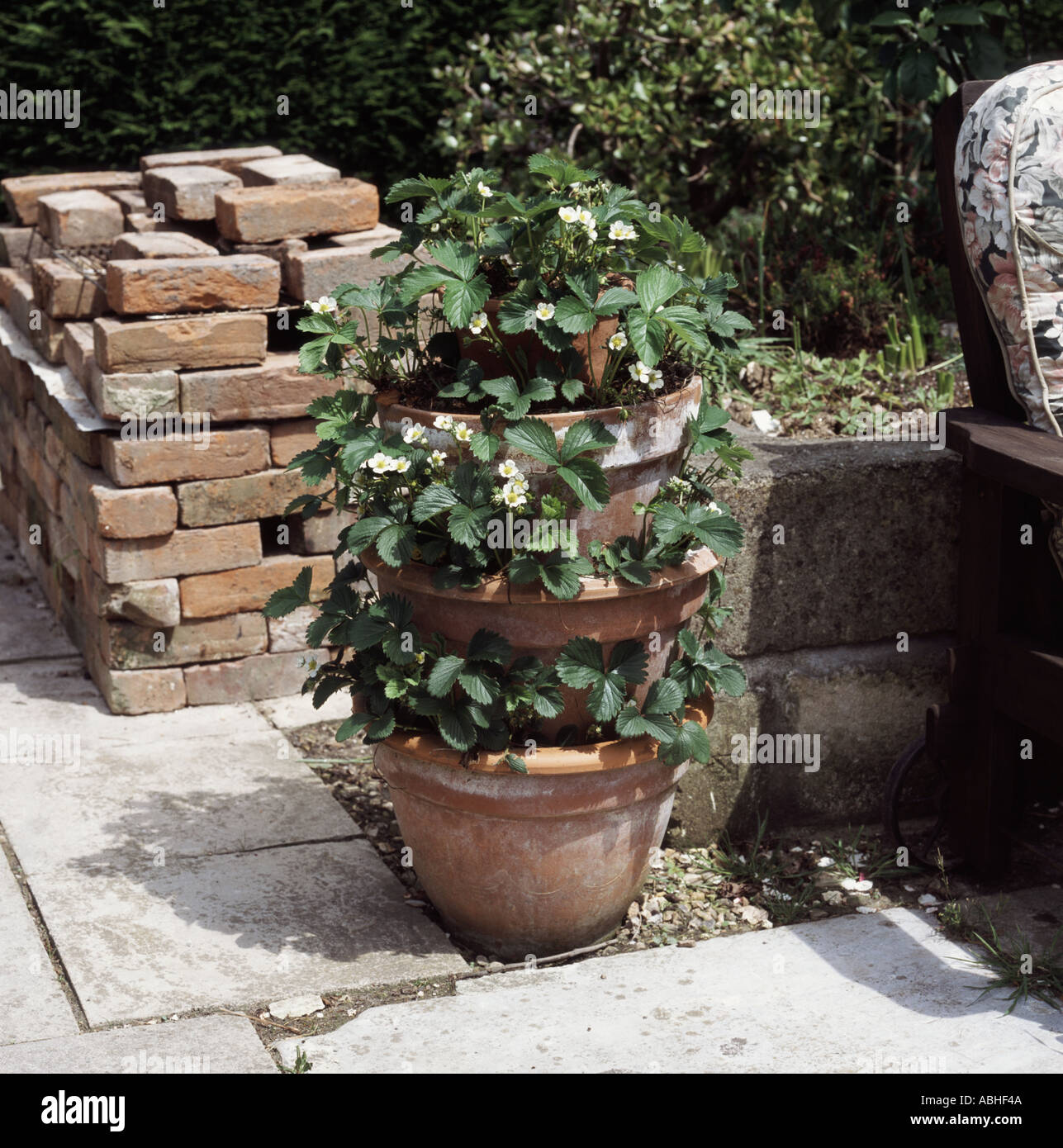 Strawberry container made from individual terracotta pots on garden patio Stock Photo