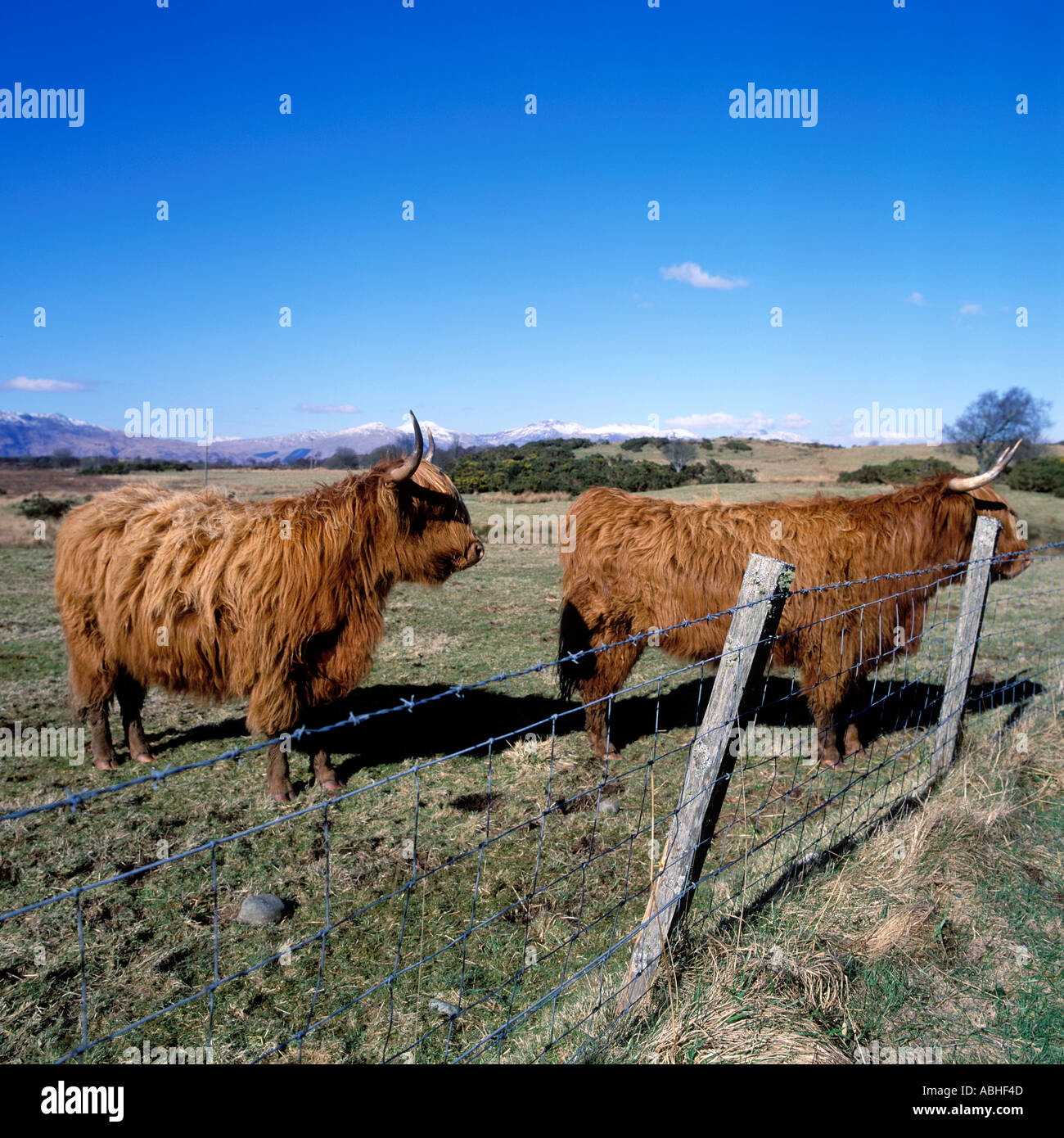 Scottish Cattle Long Haired Hair Coat Highland Cows Enclosed In A