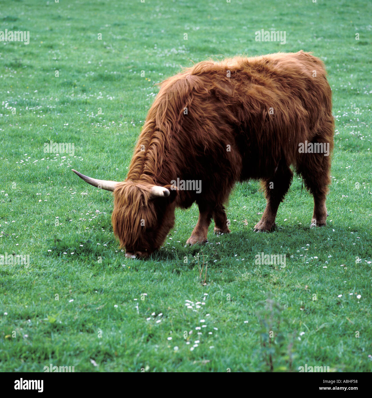 Scottish highland cows hi-res stock photography and images - Alamy