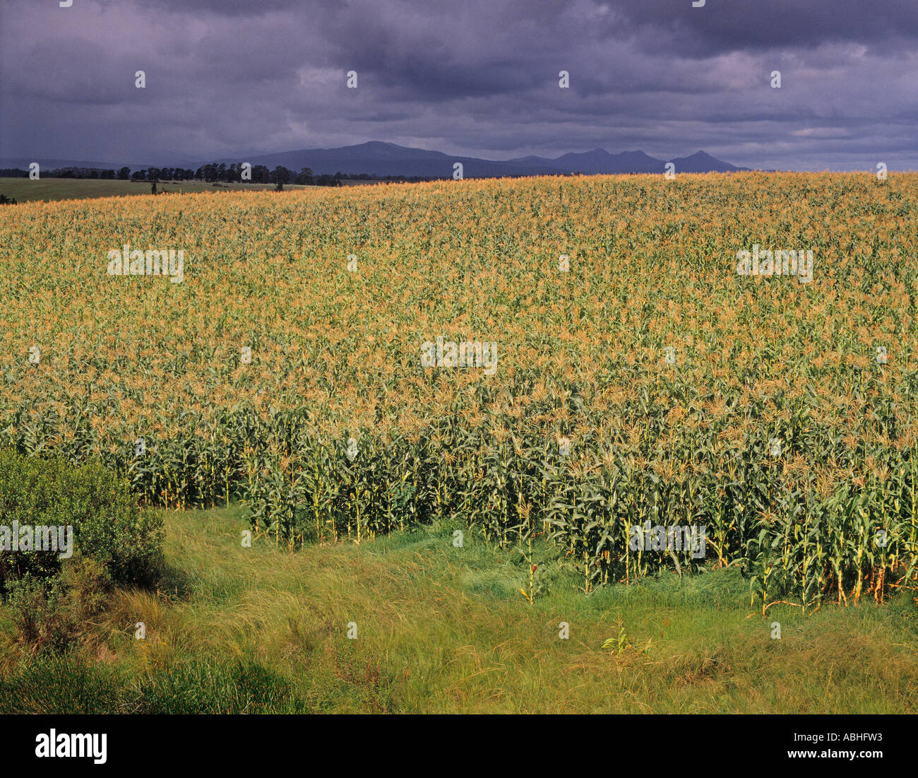 Cornfields in Cape Province South Africa Stock Photo