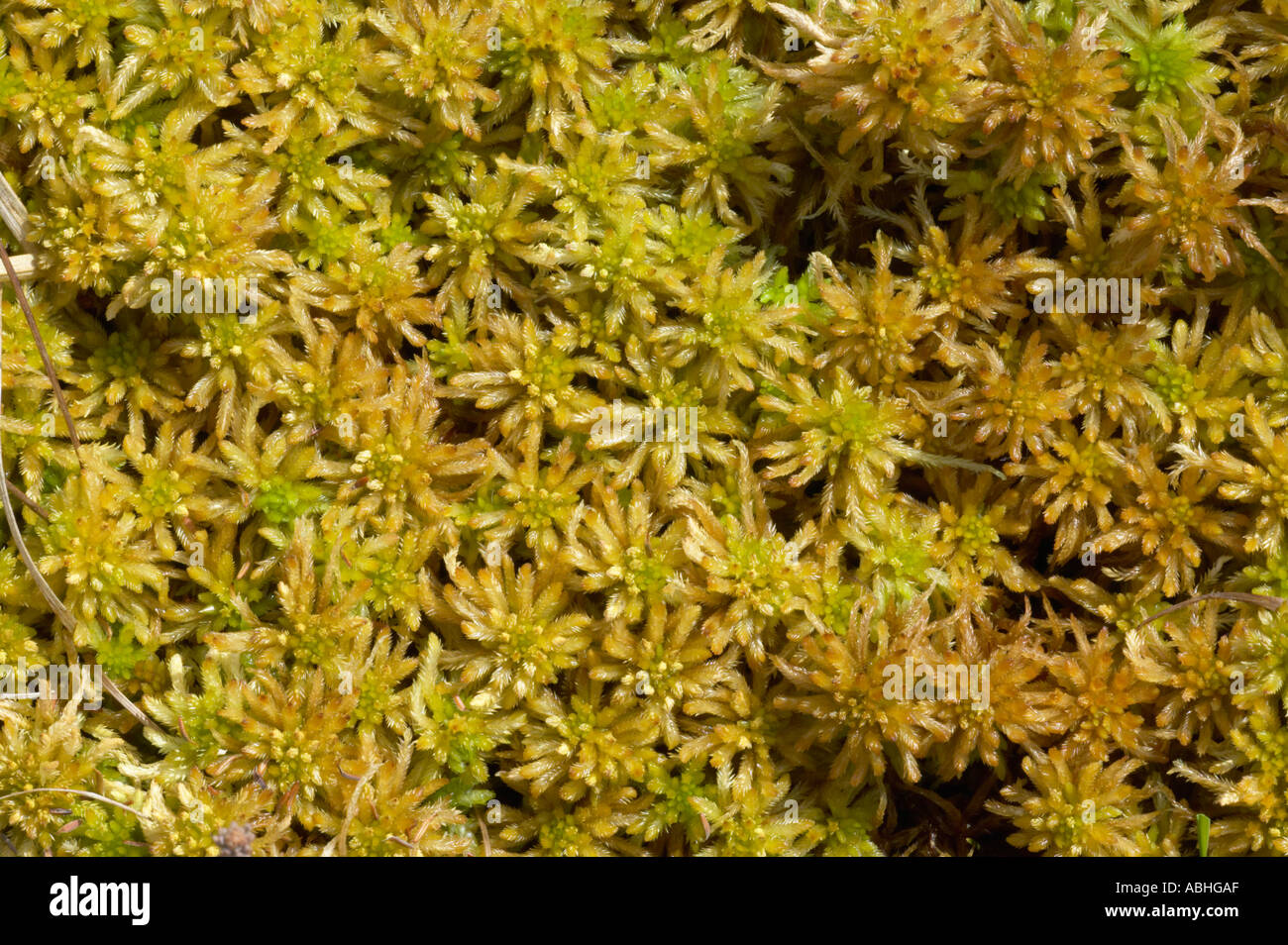 Sphagnum moss growing on a raised bog Stock Photo Alamy