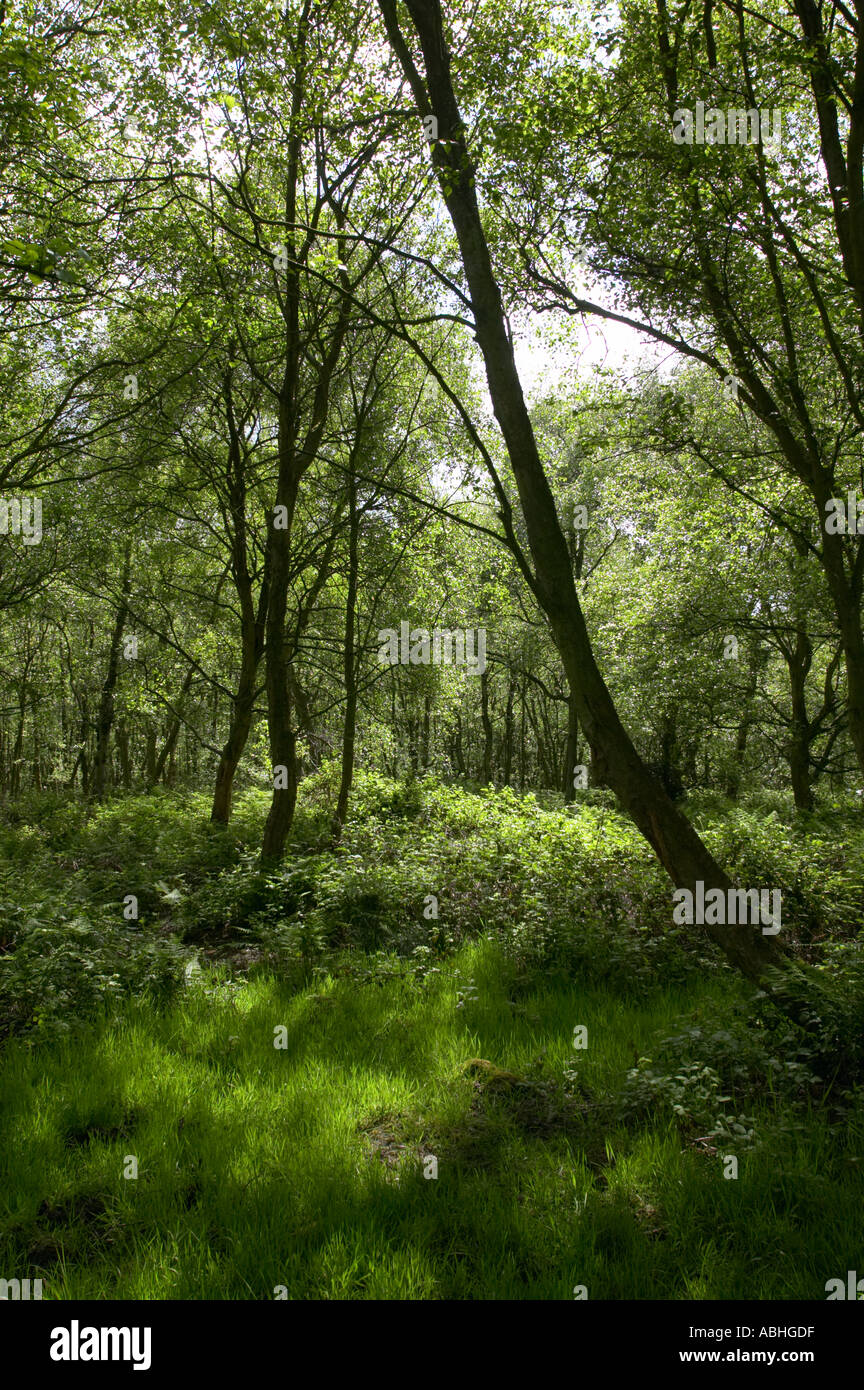 woodland growing on damp ground alongside a raised bog with moss and birch Stock Photo