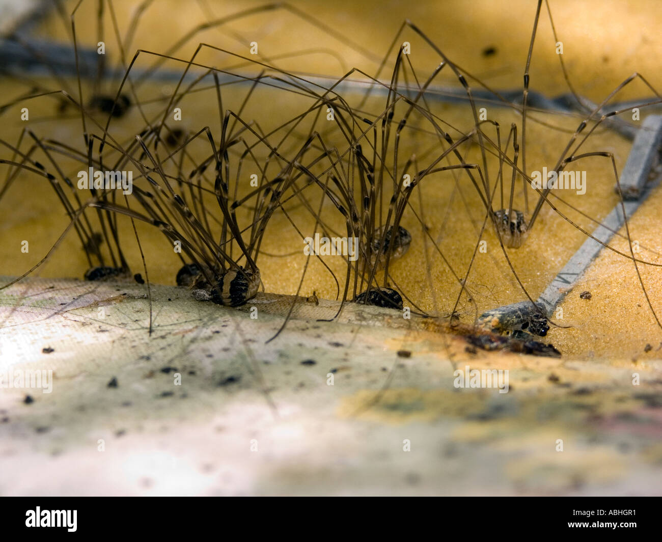 Group of Daddy Longlegs under a discarded sofa Stock Photo