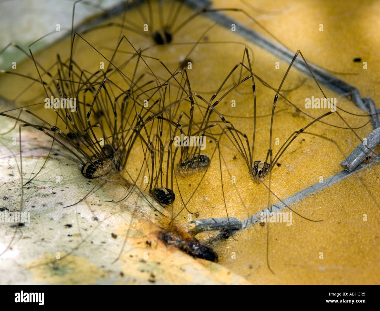 Group of Daddy Longlegs under a discarded sofa Stock Photo