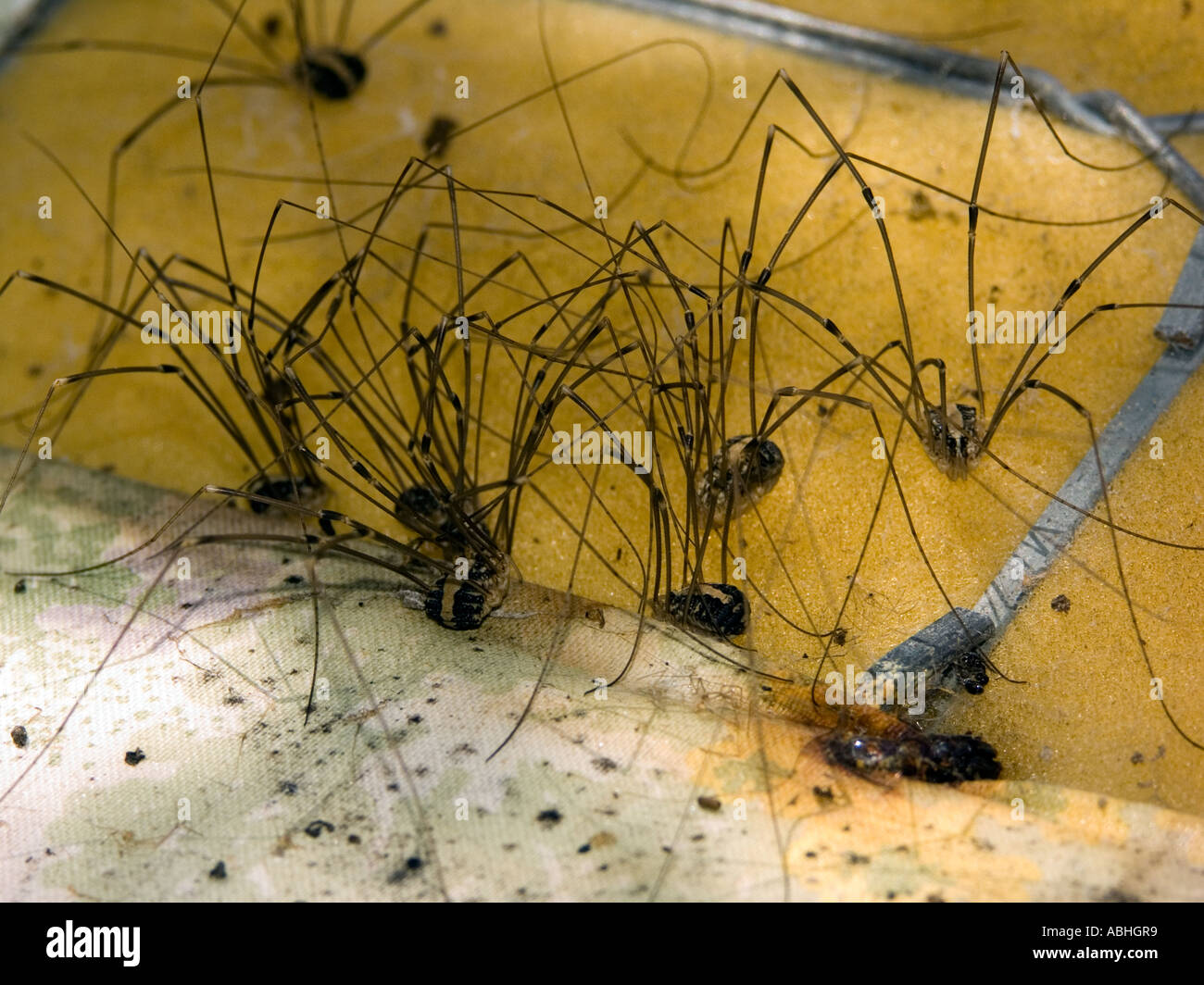 Group of Daddy Longlegs under a discarded sofa Stock Photo