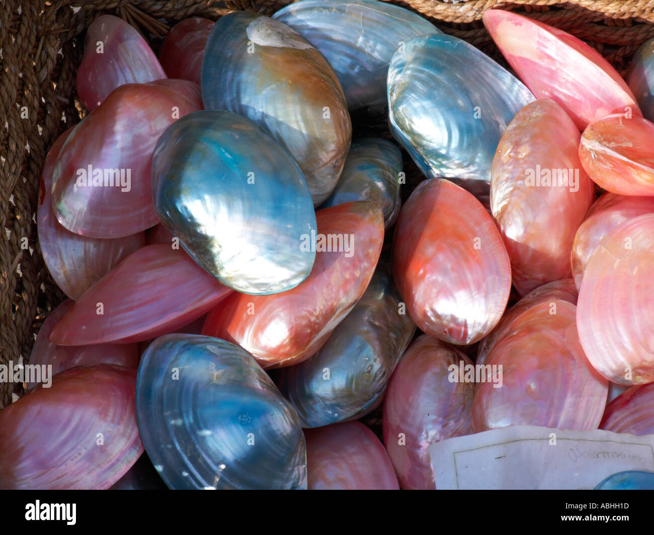 exotic sea animals for sale