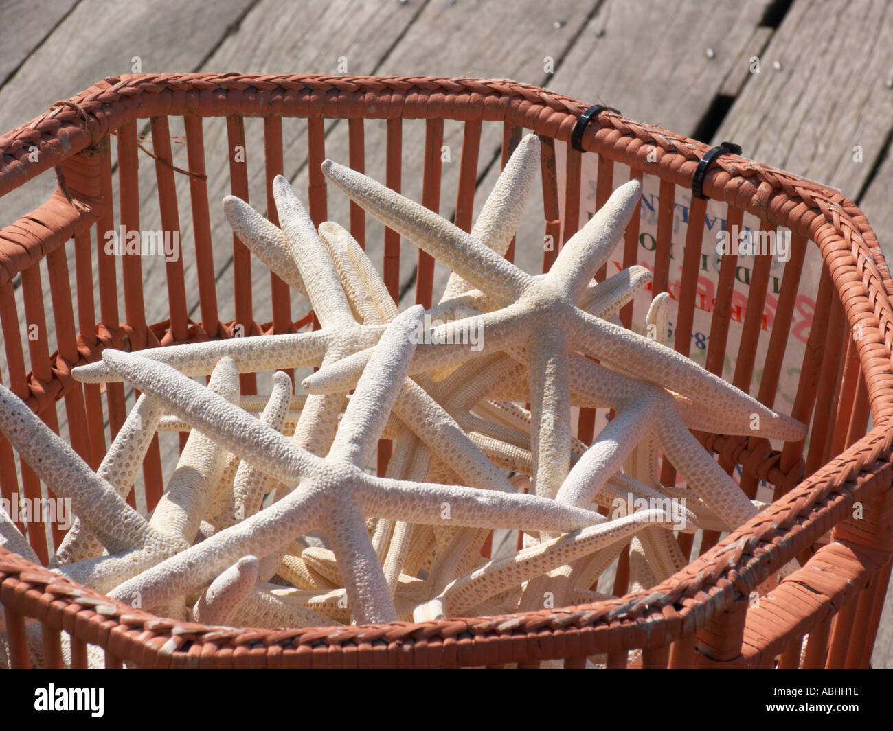 exotic sea animals for sale