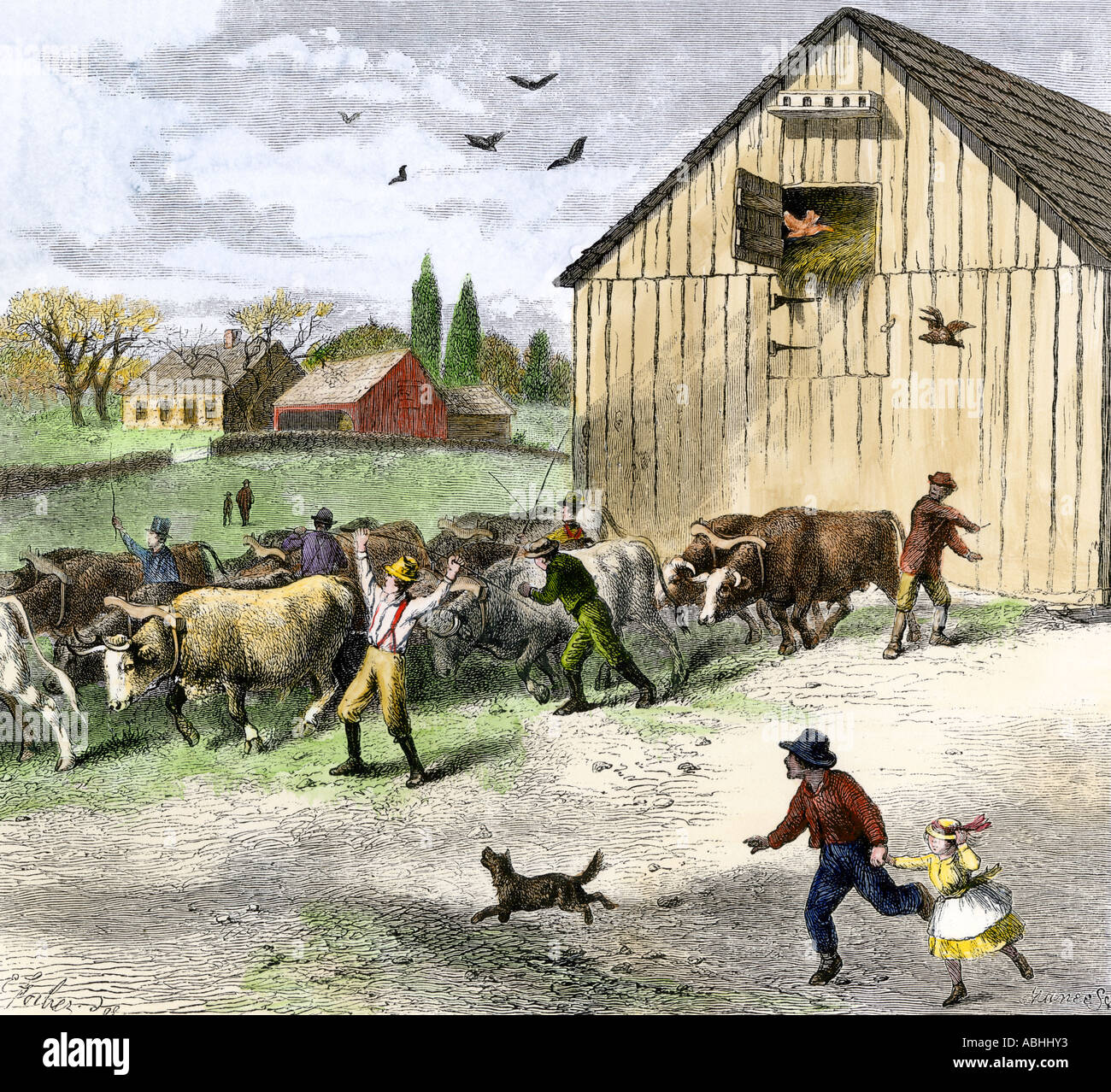 Large team of oxen hitched to relocate a barn  at a moving bee 1870s. Hand-colored woodcut Stock Photo