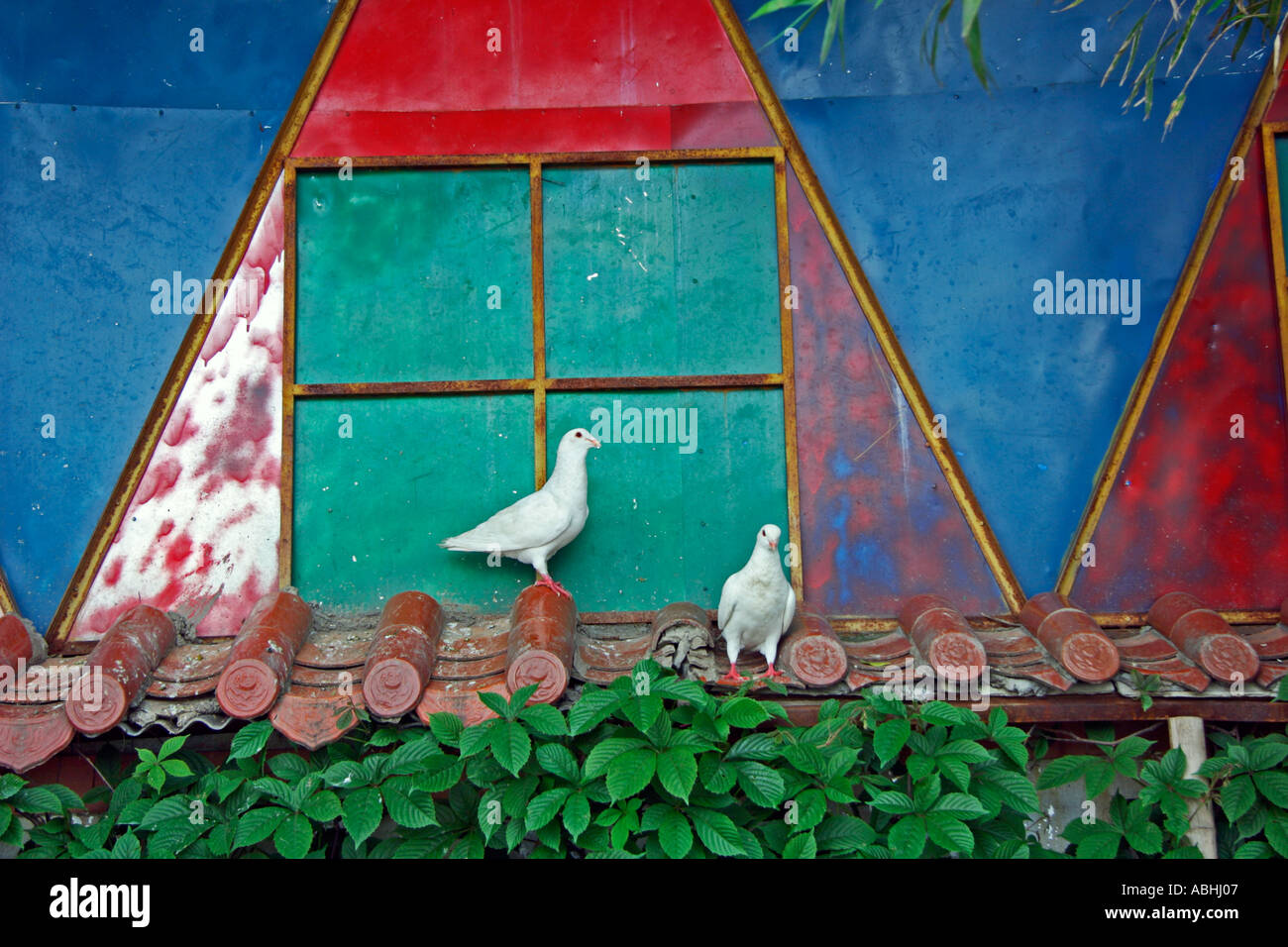 Two Chinese white pigeons take roost at bird house in Guilin China