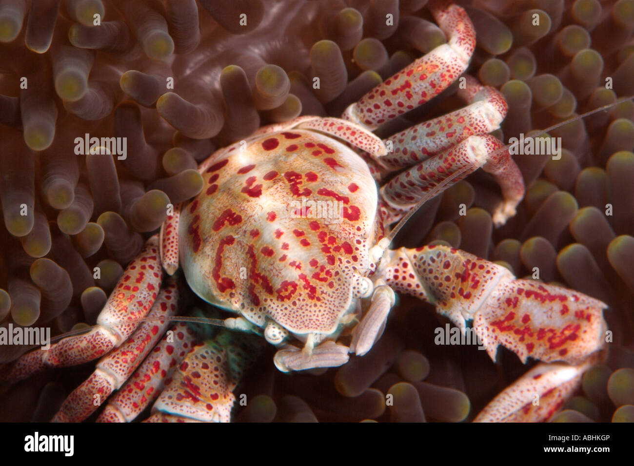 Anemone crab in Raja Ampat, Indonesia Stock Photo