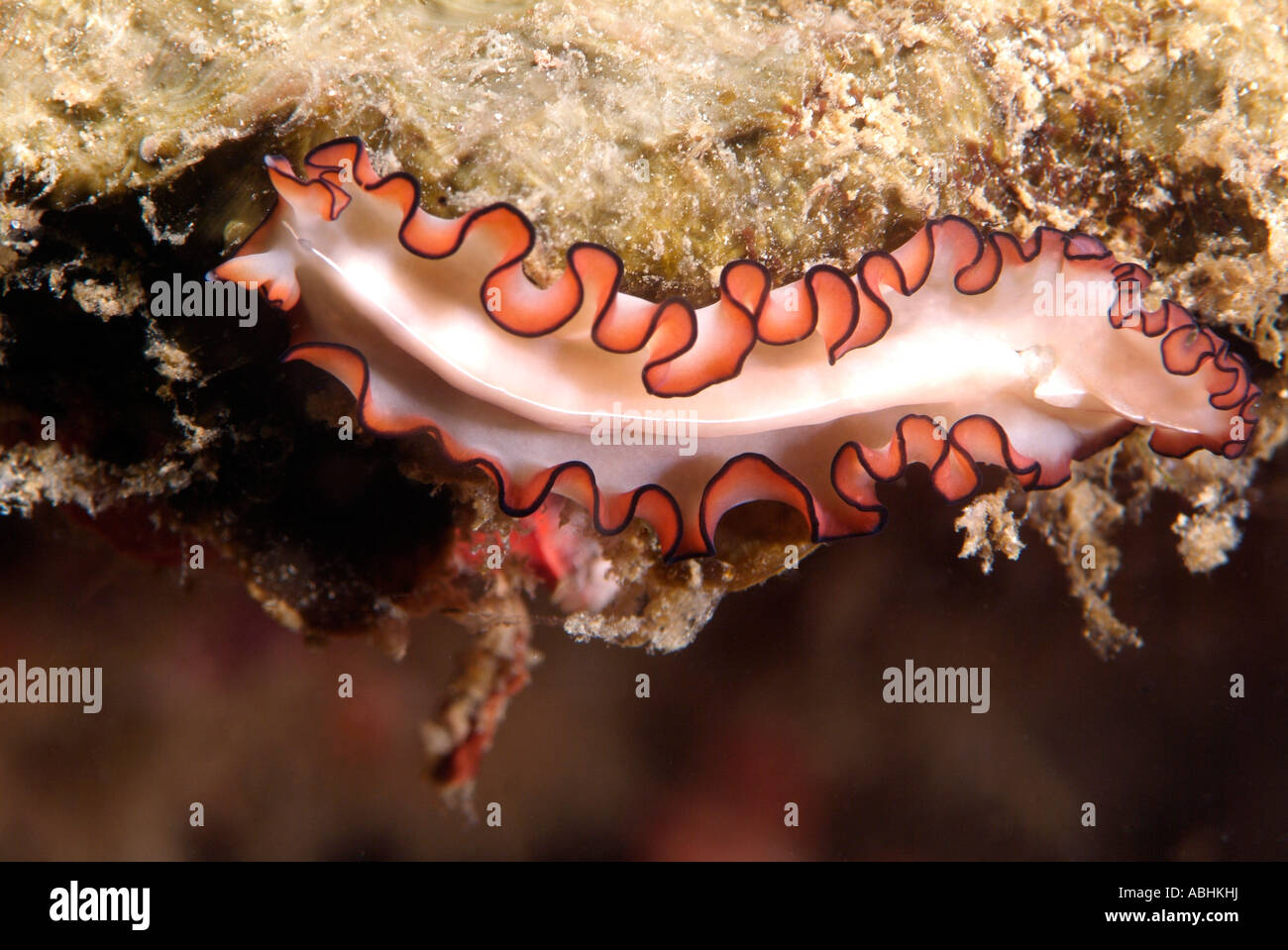 Flatworm crawling a reef in Raja Ampat, Indonesia Stock Photo