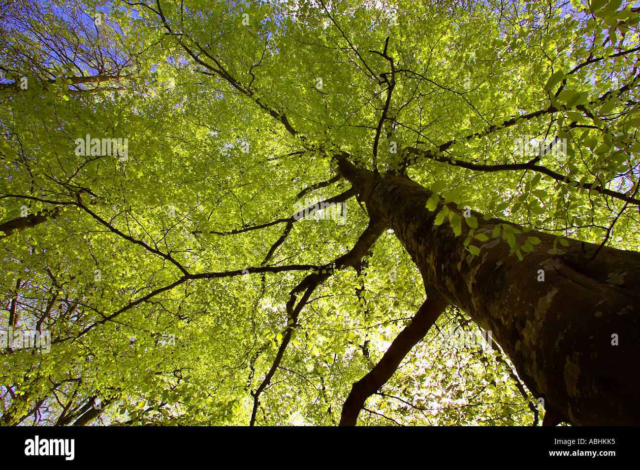 Beech tree canopy Stock Photo