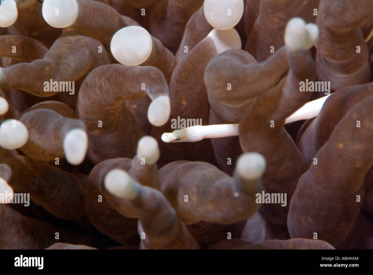 coral pipefish, Siokunichthys nigrolineatus, in Raja Ampat Stock Photo