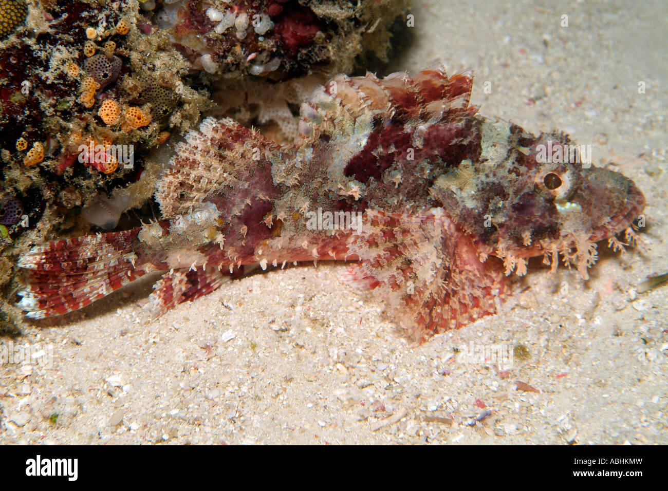 Scorpionfish, Scorpaenopsis oxycephalus, in Raja Ampat Stock Photo