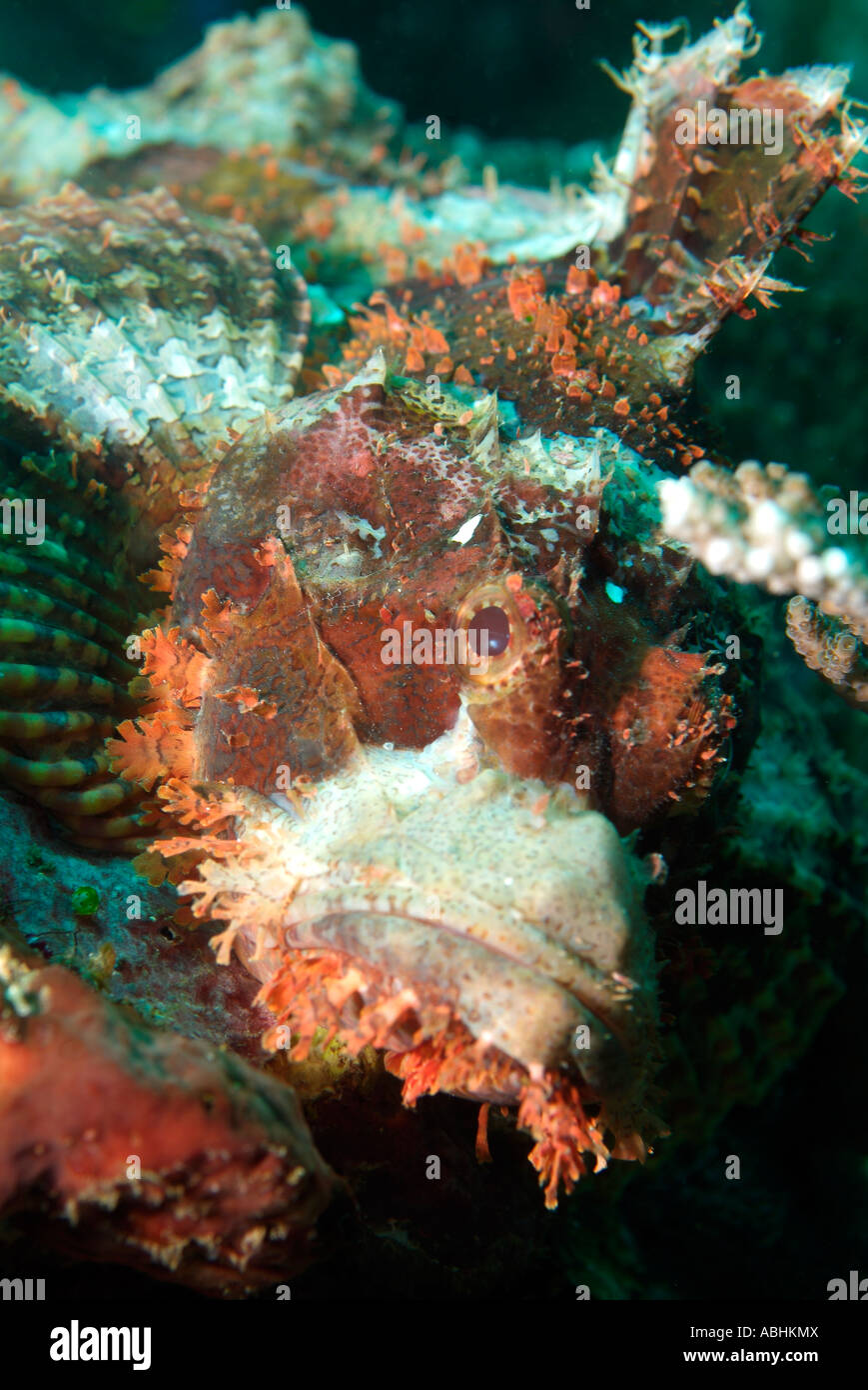 Face of scorpionfish, Scorpaenopsis oxycephalus, in Raja Ampat Stock Photo