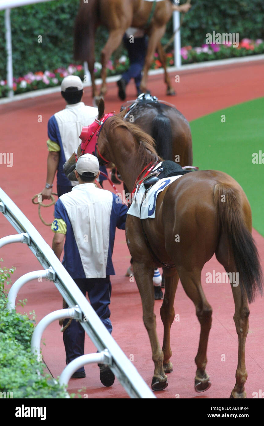 Sha Tin Race course Penfold Park the parade ring with handlers Stock Photo