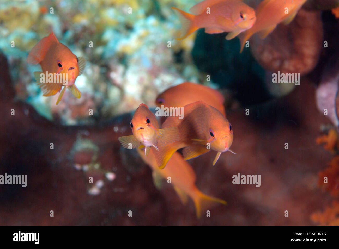 Scalefin anthias, female, Pseudanthias squamipinnis Stock Photo - Alamy