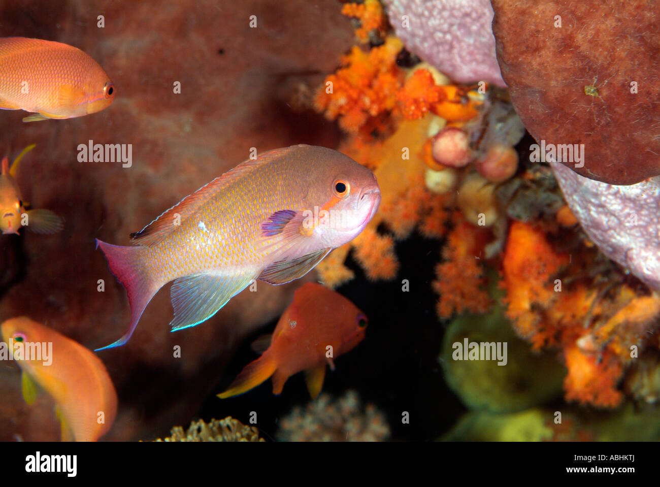 Scalefin anthias, male, Pseudanthias squamipinnis Stock Photo - Alamy