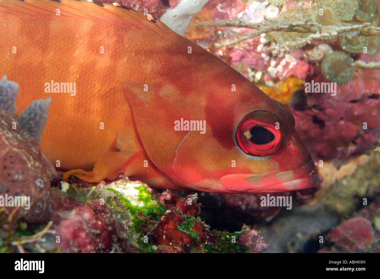 Strawberry grouper, Cephalopholis spiloparaea, Raja Ampat Stock Photo