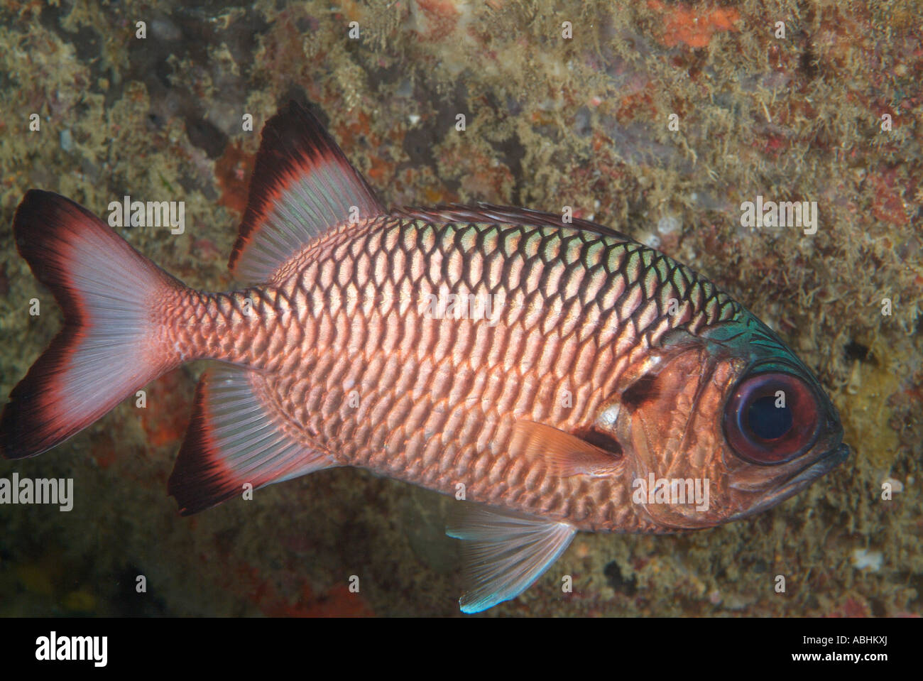 Shadowfin soldierfish, Myripristis adusta, Raja Ampat Stock Photo