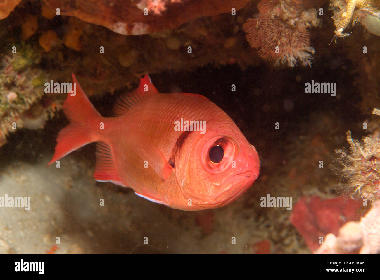 Scarlet soldierfish, Myripristis pralinia, Raja Ampat Stock Photo