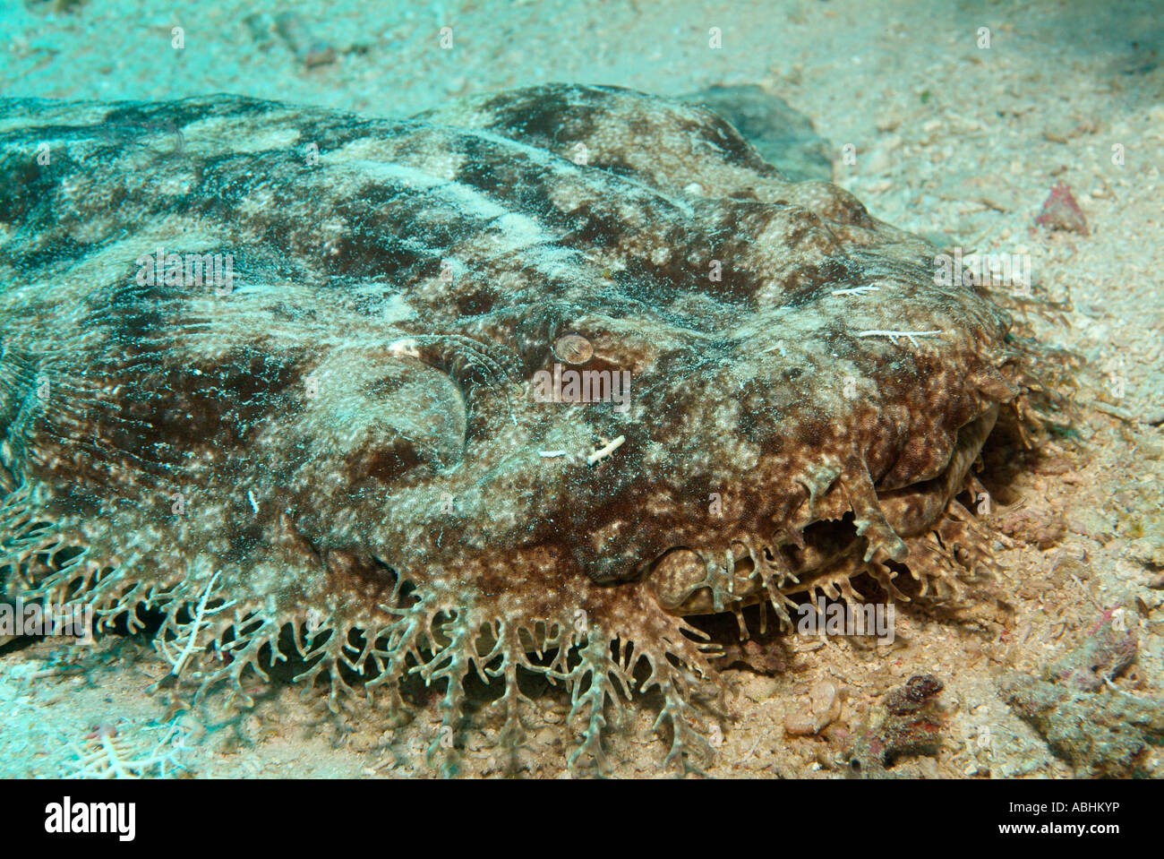 Spotted wobbegong, Orectolobus maculatus, Raja Ampat Stock Photo