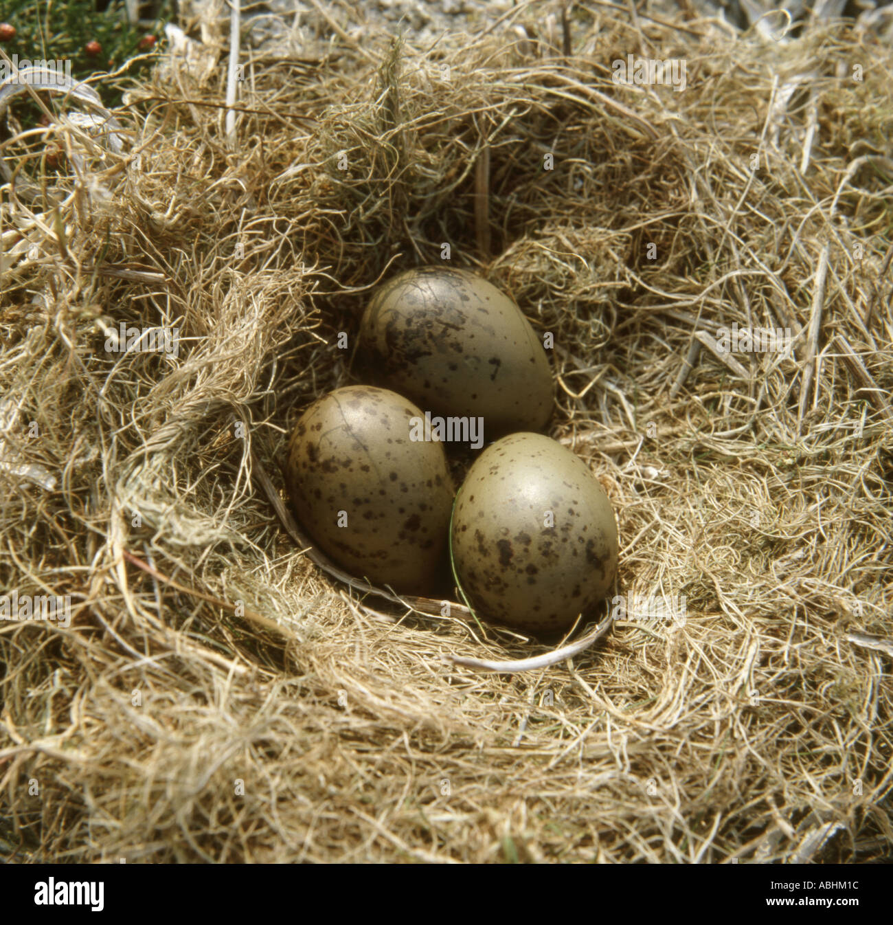 Oyster catcher nest Stock Photo Alamy