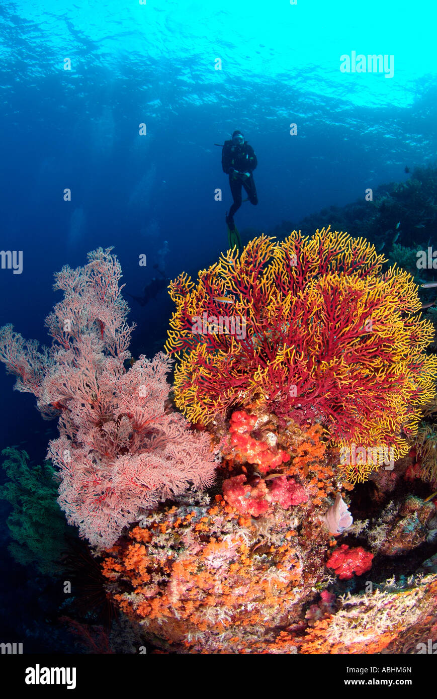 Soft coral, Gorgonian fan, Acabaria sp., Raja Ampat Stock Photo