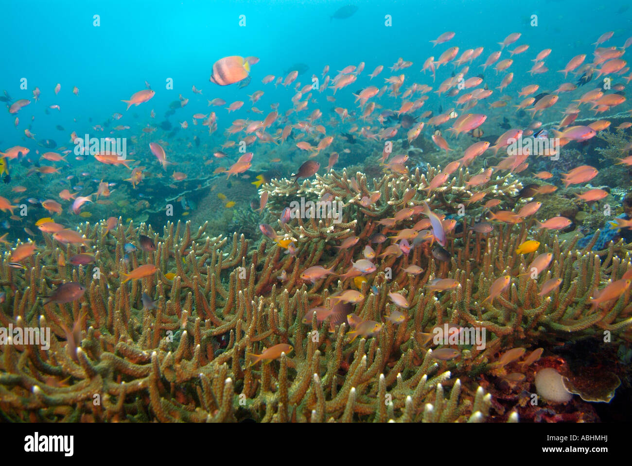School of scalefin anthias over a table of coral Raja Ampat Stock Photo