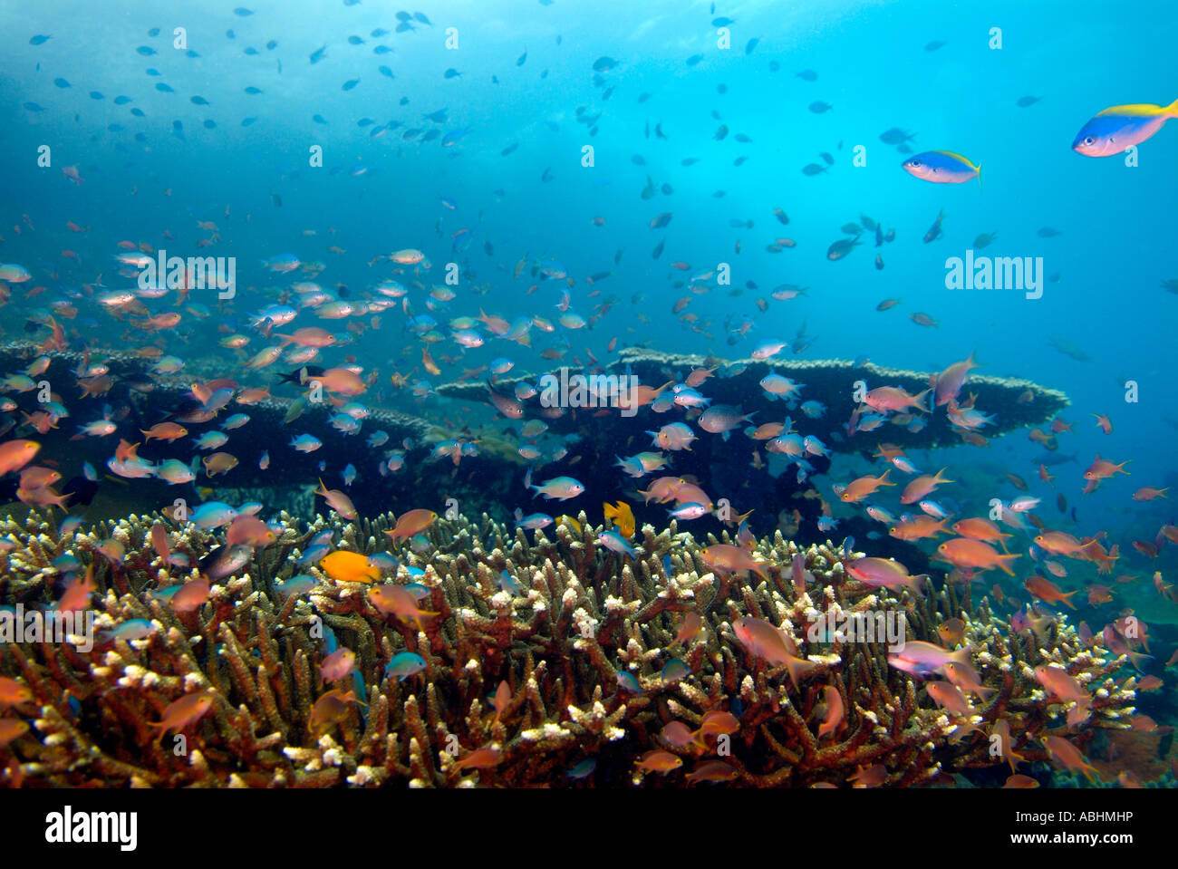 School of scalefin anthias over a table of coral Raja Ampat Stock Photo