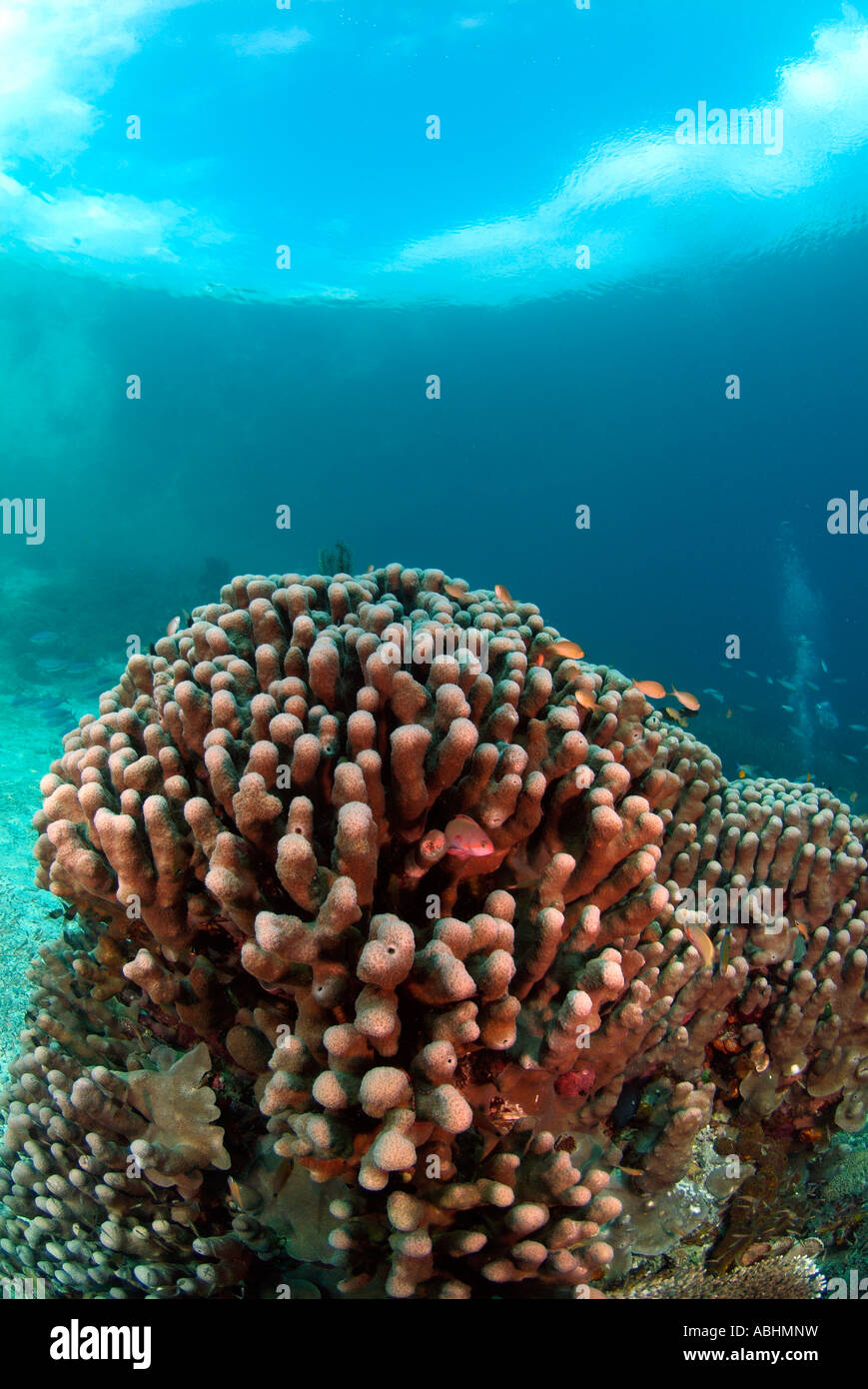 Hard coral, Stylophora pistillata, Raja Ampat Stock Photo