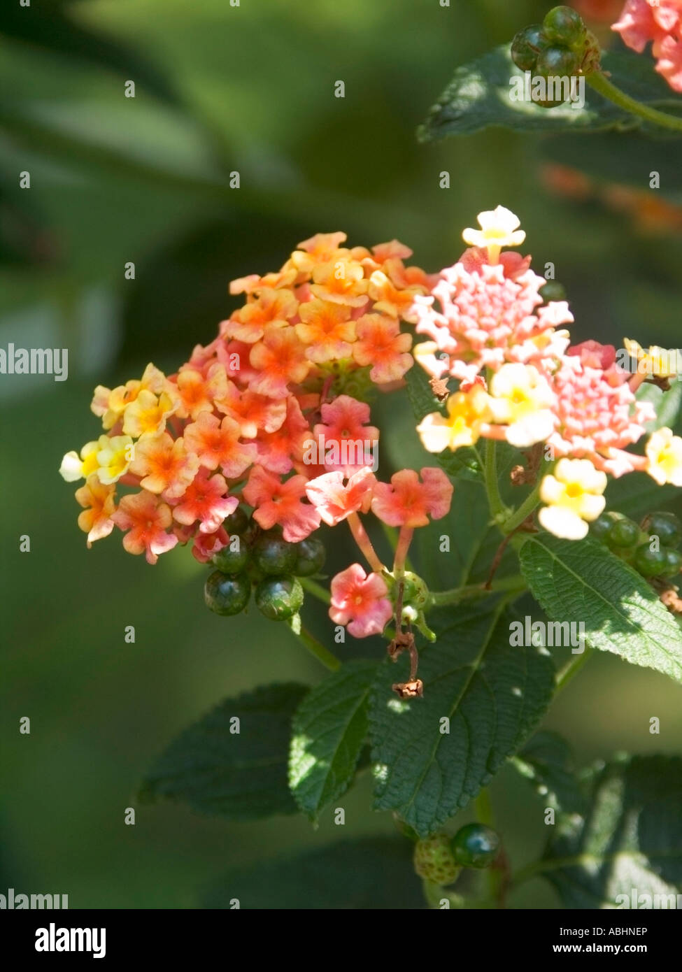 Lantana flower Stock Photo