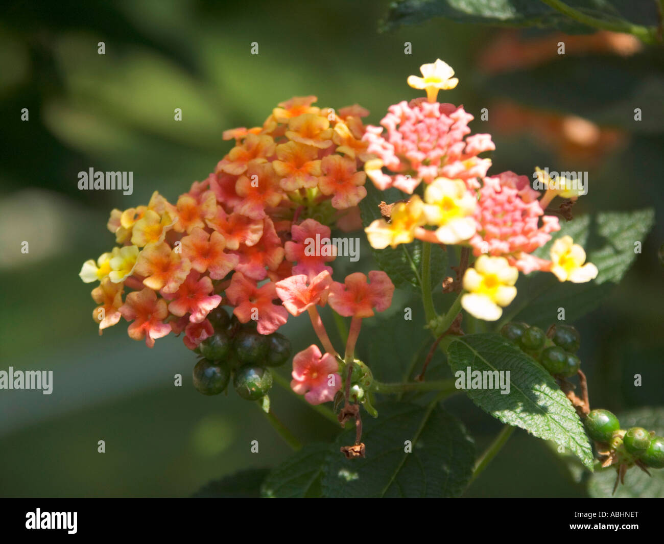 Lantana blossom Stock Photo