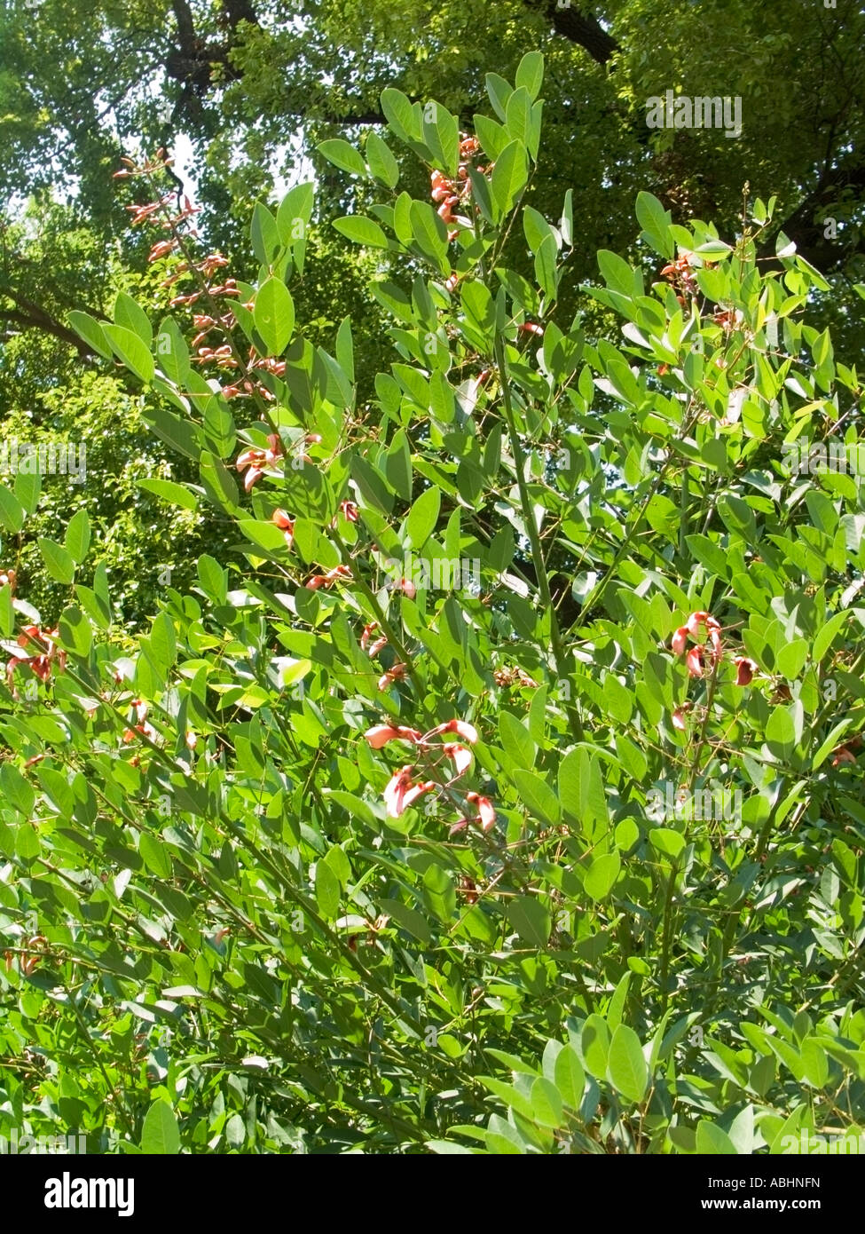 Erythrina crista galli Stock Photo