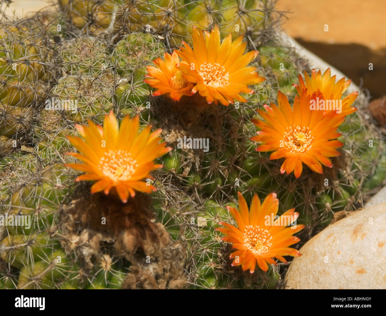 Orange parodia cacti flower Stock Photo