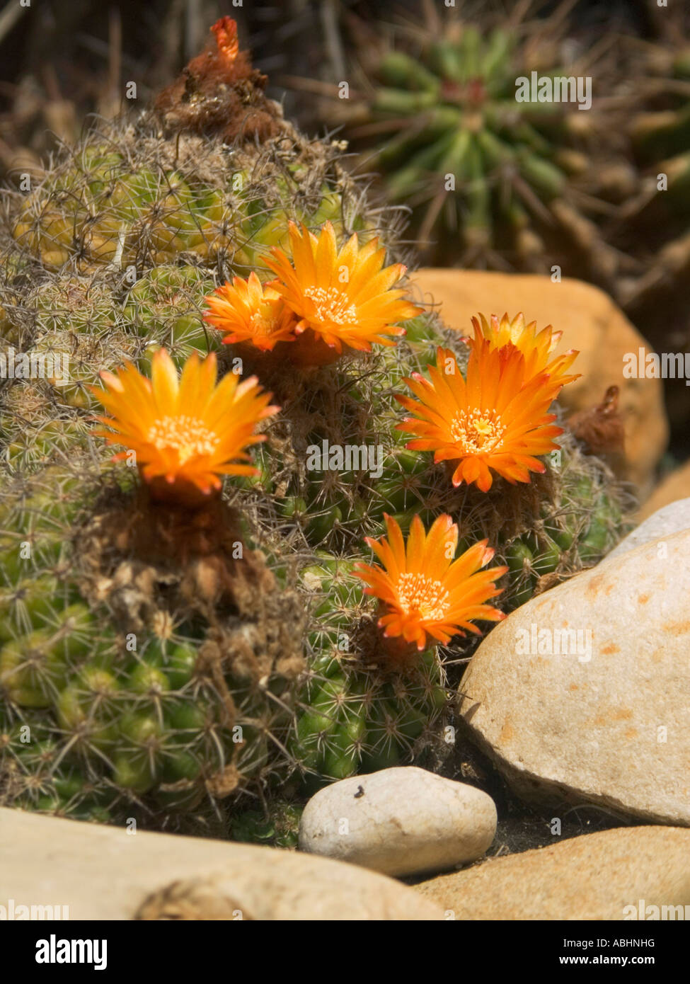 Parodia is a genus of cacti This genus has about 50 species ranging from small globose plants to 1 m tall columnar cacti Stock Photo