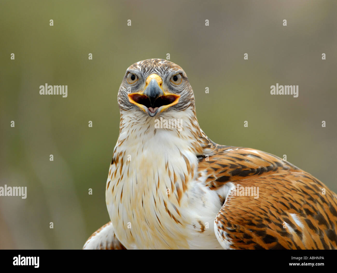 Animal hi-res stock photography and images - Alamy