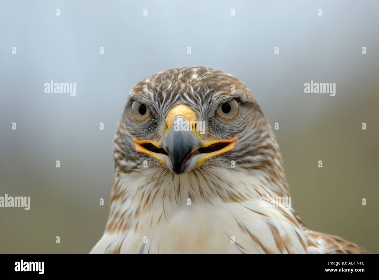 Ferruginous hawk, Buteo regalis, close-up of face, looking at camera Stock Photo