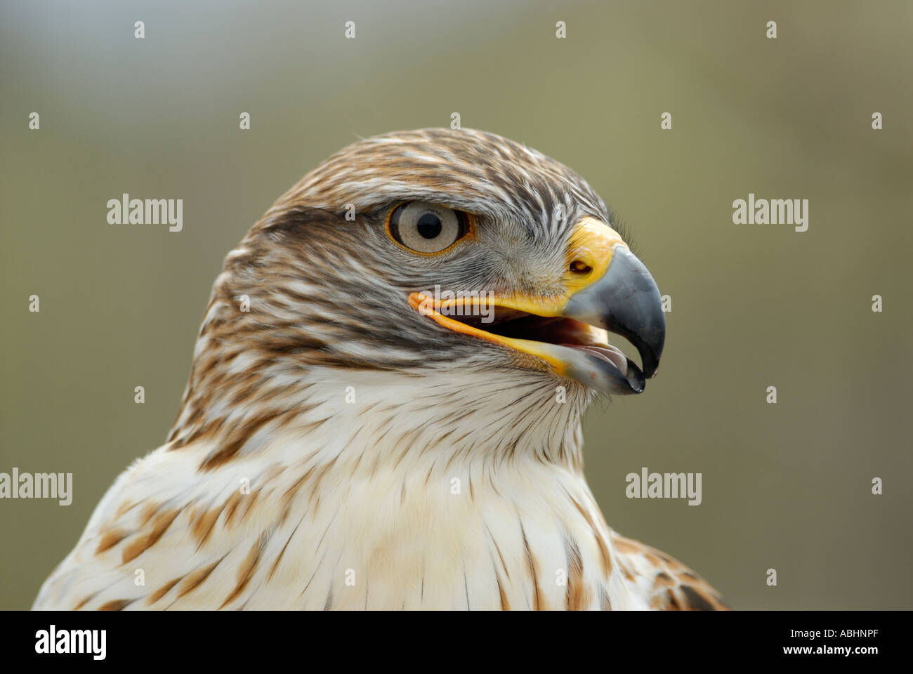 Ferruginous hawk, Buteo regalis, close-up of head looking to side Stock Photo