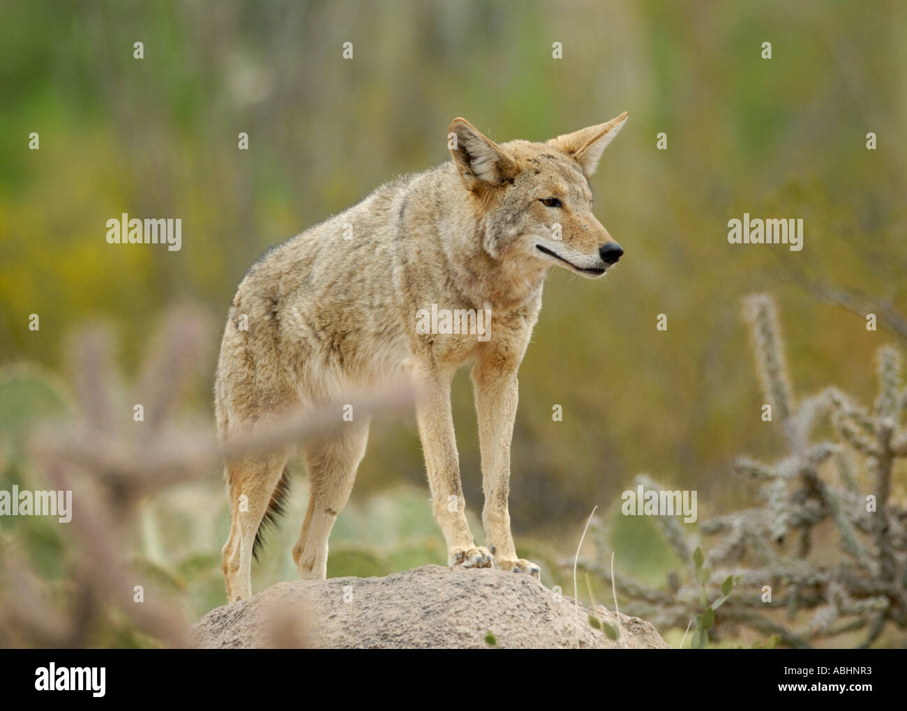 Coyote, Canis latrans, in desert habitat Stock Photo