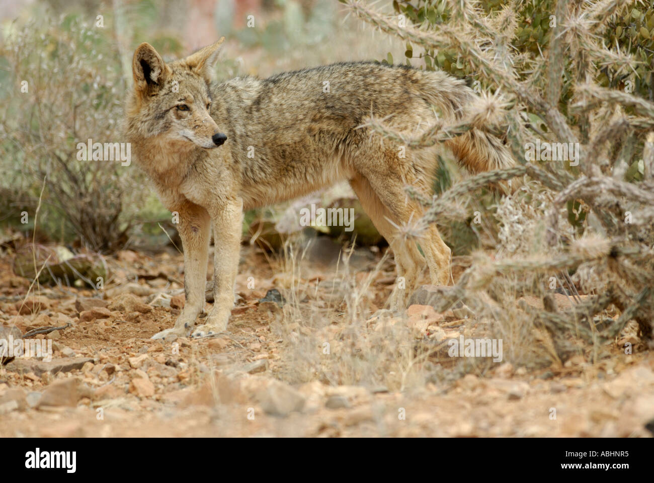 Coyote, Canis latrans, in desert habitat Stock Photo